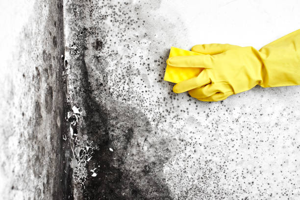 Mold Documentation for Insurance Claims in Birmingham, AL