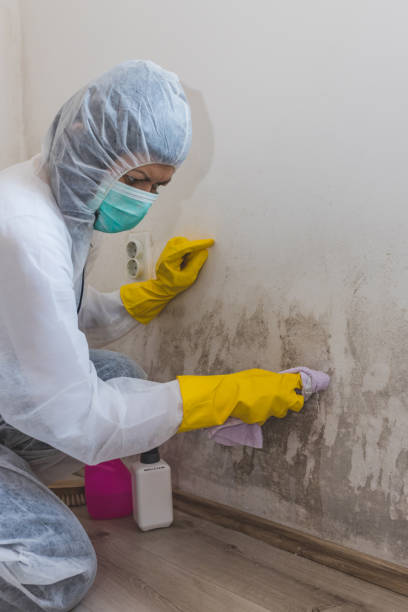 Best Mold Documentation for Insurance Claims  in Birmingham, AL