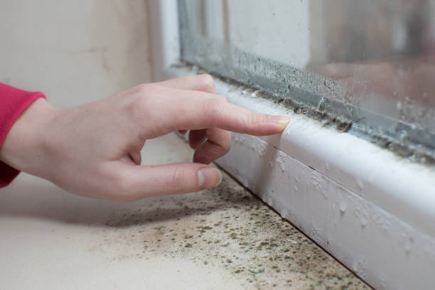  Birmingham, AL Mold Removal Pros